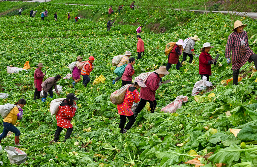 田間地頭，村民干得熱火朝天。付作僑攝 