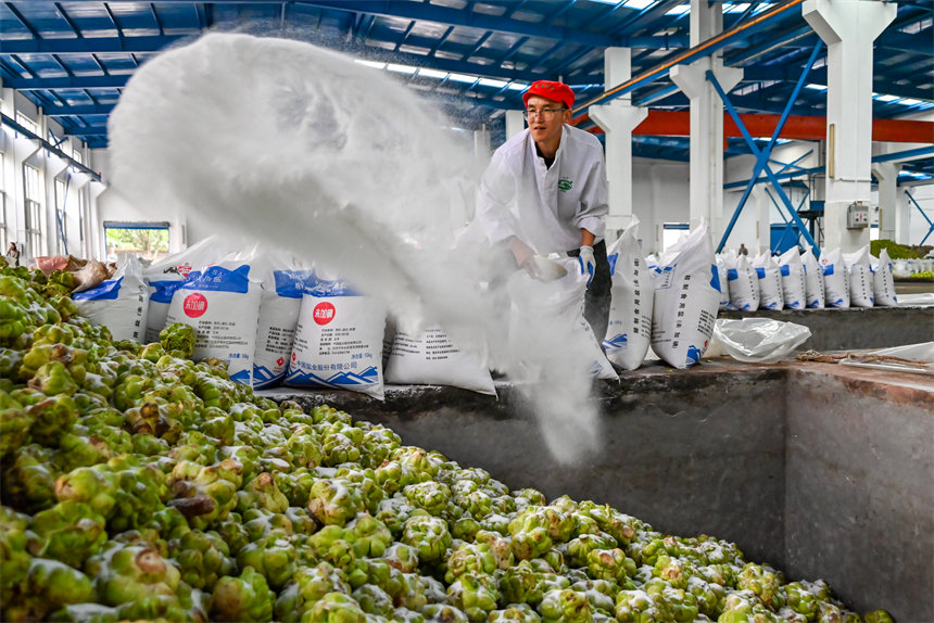 青菜頭稱重后倒入榨菜廠窖池，村民麻利地將鹽撒入池中。付作僑攝