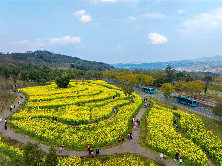 廣陽島油菜花田迎春綻放，吸引游客踏青打卡。郭旭攝