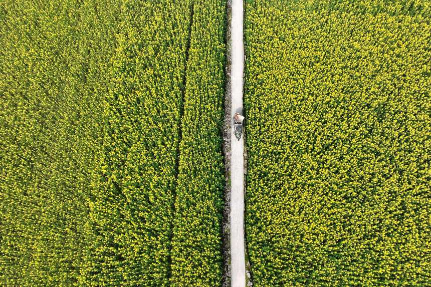 黔江區鵝池鎮南溪村油菜花田。楊敏攝