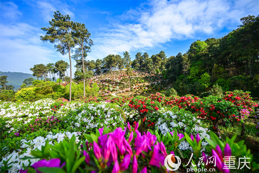 重慶南山放牛村，杜鵑花團團簇簇，美不勝收。郭旭攝