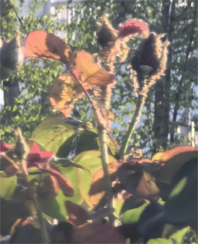 北濱路部分月季花受到蚜蟲侵害。網友供圖