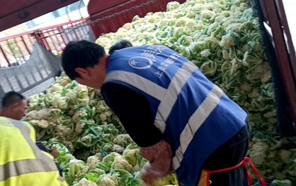 來自四川樂山的新鮮花菜?！按宕逋惫﹫D