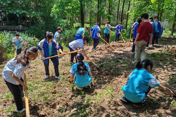 師生種中藥。田家炳中學供圖