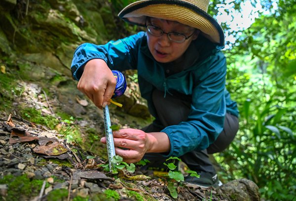 科研人員查看生長情況。付作僑攝