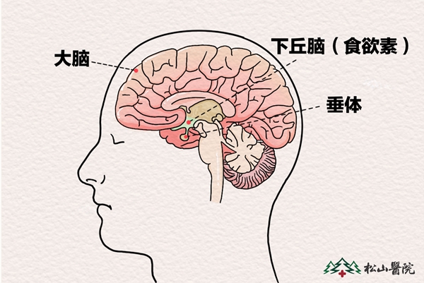 腦部結構圖。重慶松山醫院供圖