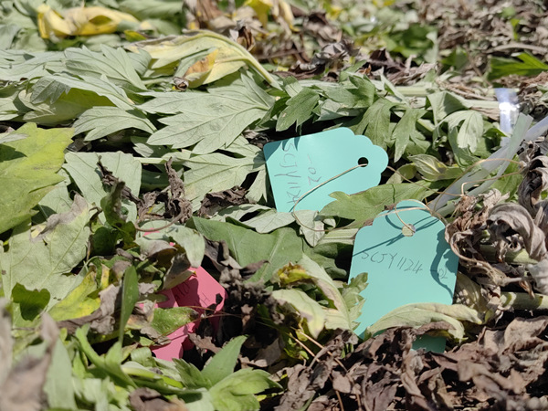 艾草植株號牌信息。張源攝