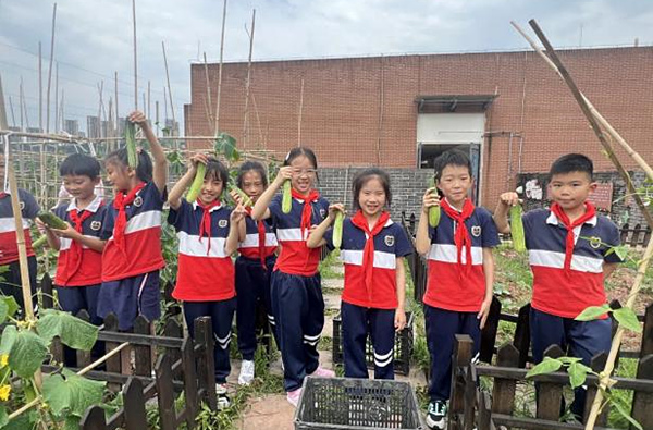 學生在學?！翱罩修r場”采摘黃瓜。星湖學校供圖