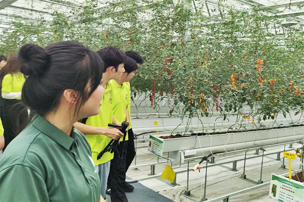 參觀巴岳農莊果蔬大棚小番茄培育。重慶科技大學供圖