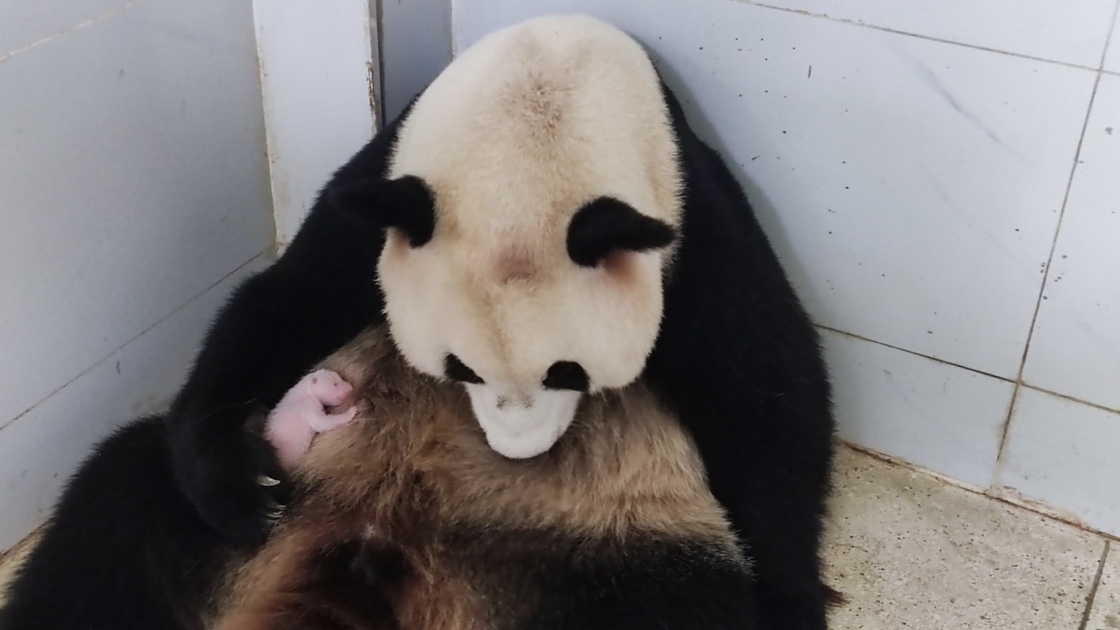 大熊貓“好奇”和它的幼崽。重慶動物園供圖