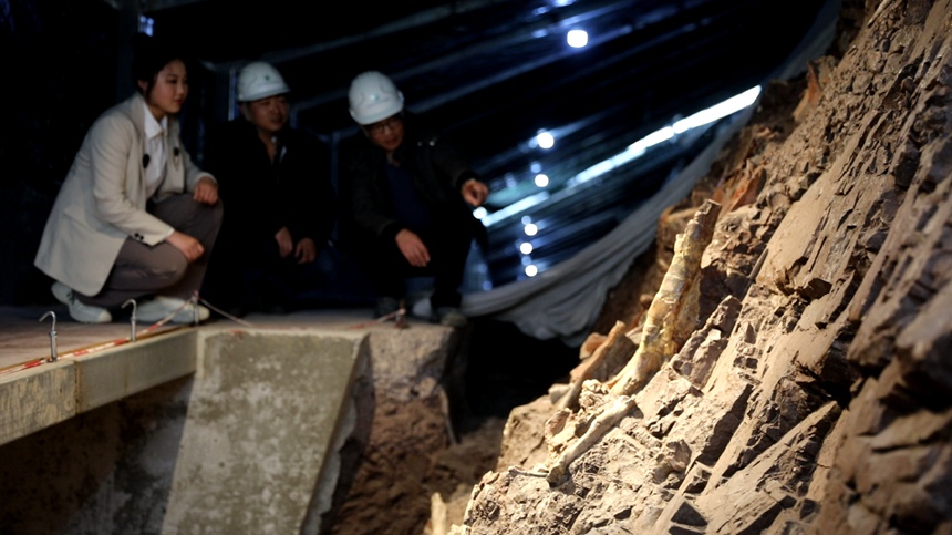 科研人員在普安恐龍化石墻進行科考發掘。云陽縣委宣傳部供圖