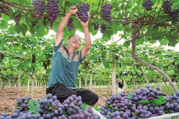 岳池縣石埡鎮張口樓村的紫晶葡萄采摘園，工人正忙著采摘。岳池縣委宣傳部供圖