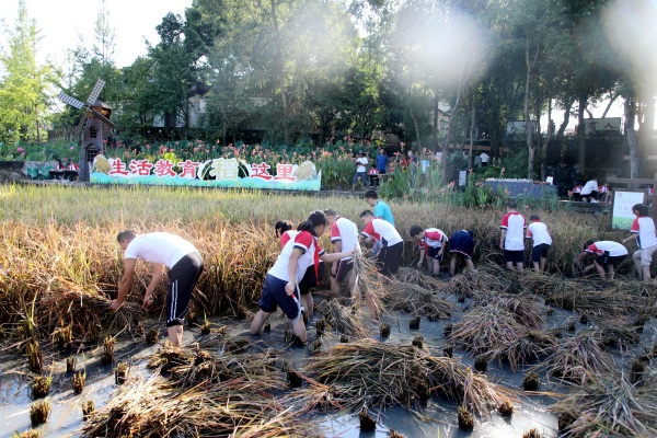 生活教育“稻”這里。合川育才學校供圖