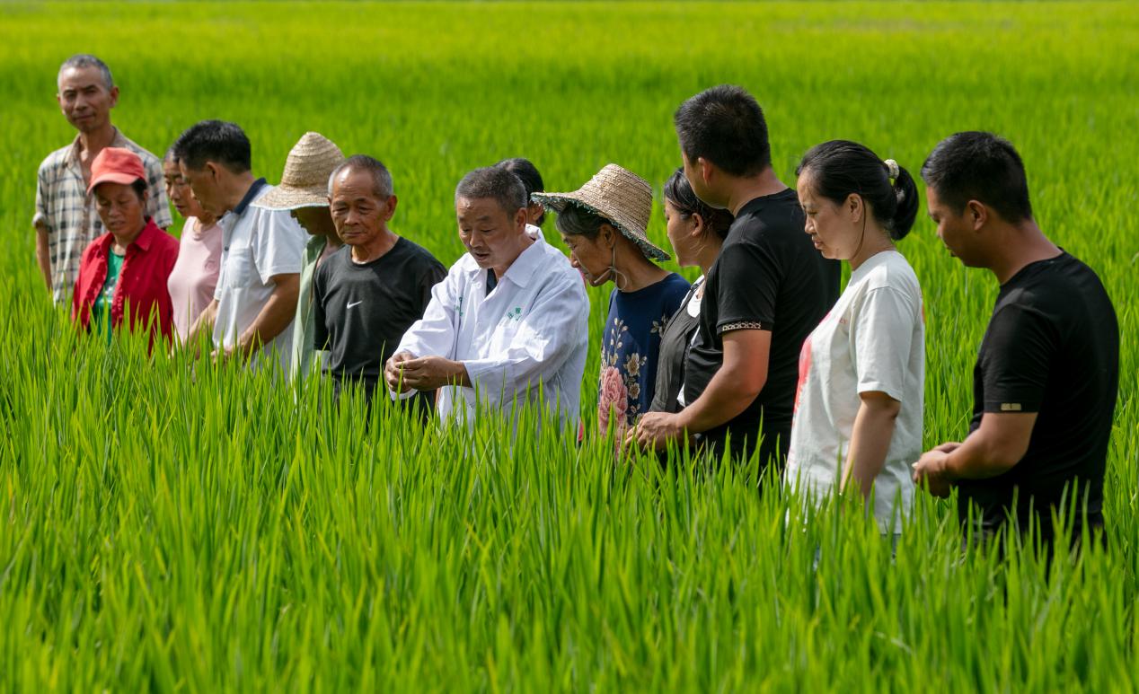 南川區金山鎮金獅村，“莊稼醫生”為農戶講解水稻病蟲害防治管理知識。羅川攝