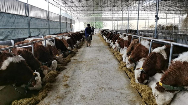 智慧畜牧場景應用。農行重慶市分行供圖