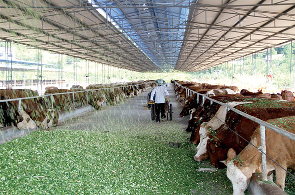 支持的重慶恒都農業開發有限公司肉牛養殖基地一角。重慶農商行供圖