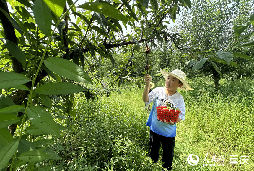 小朋友在基地采摘李子。人民網記者 劉政寧攝