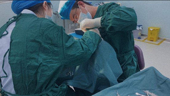 楊來渝進行手術操作。泰康拜博口腔供圖