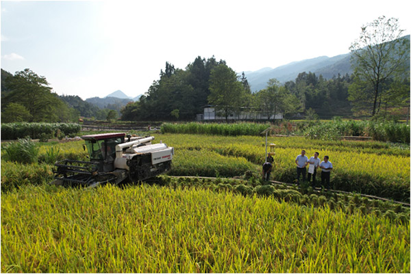 楊聰在田間調研。郵儲銀行重慶分行供圖