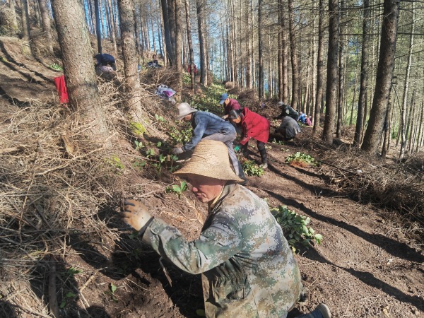 村民正在種植藥材。林璨攝