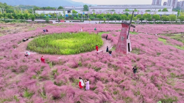 粉黛亂子草盛放。大足區委宣傳部供圖