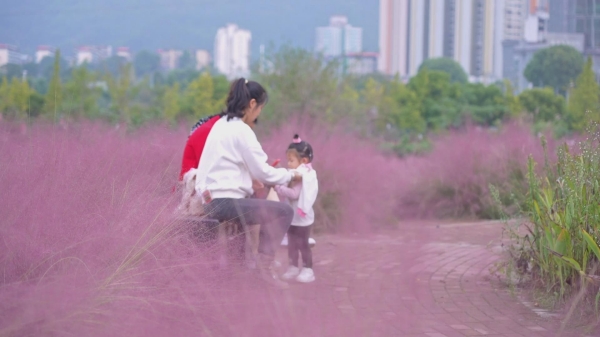粉黛亂子草盛放。大足區委宣傳部供圖