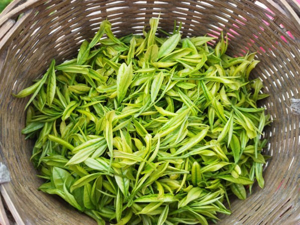 涪陵白茶。藺市街道供圖