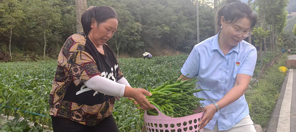 巫溪縣天元鄉新田村村民們迎來了辣椒豐收。中國人壽壽險重慶市分公司供圖