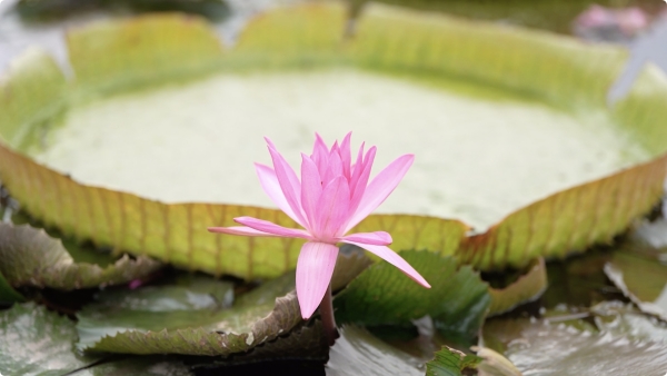 紅蓮映日別樣紅。大足區委宣傳部供圖