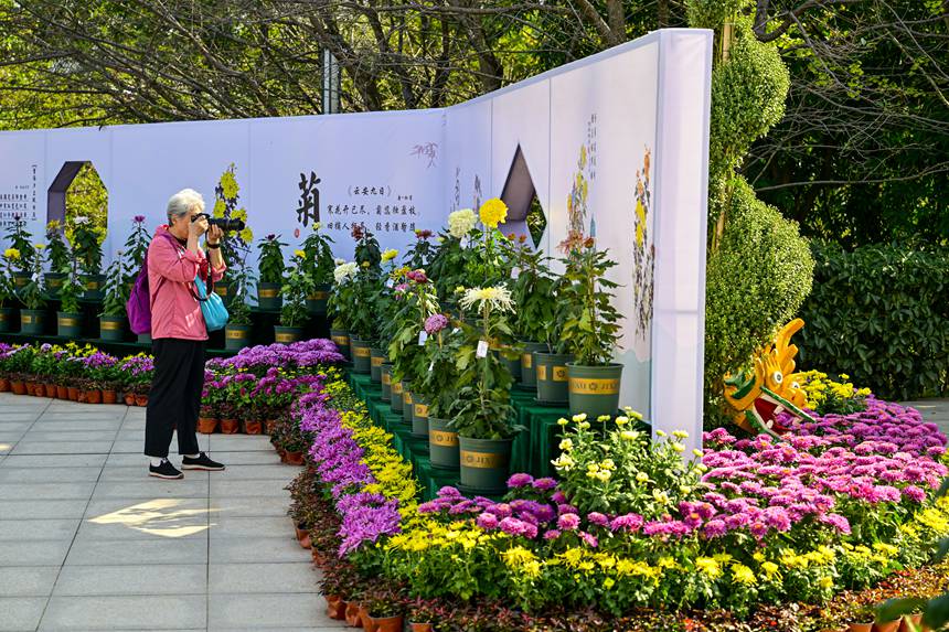 南山植物園菊花綻放。崔景印攝