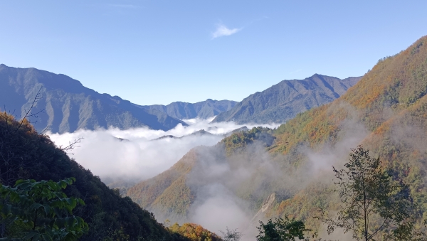 沿途云海和彩葉相融。任峰攝