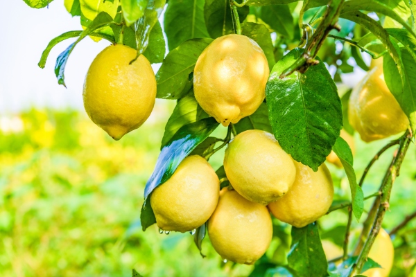 檸檬掛枝頭。潼南區委宣傳部供圖