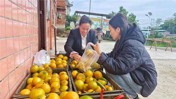游客慕名前來購買陽光一號柚橘。孫莎莎攝