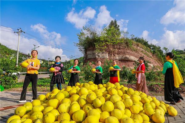 游客圍著成堆的柚子翩翩起舞，慶祝豐收。熊偉攝