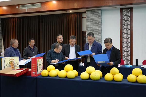 11月9日，平野園林酒店，專家們在對梁平柚進行打分。向成國攝