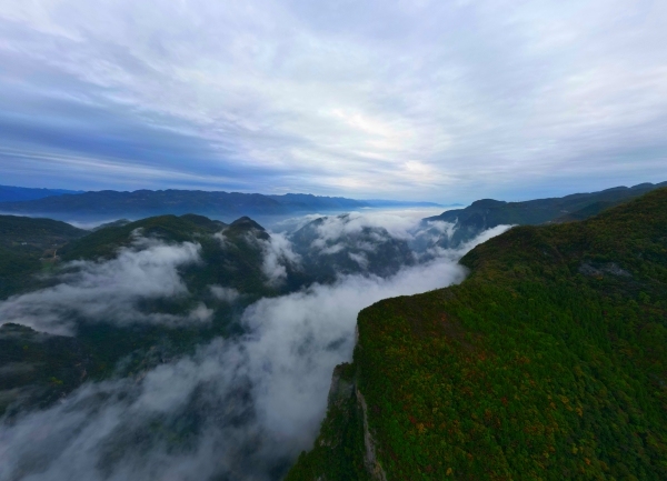 初冬的巫峽·神女景區，片片紅葉與云海相伴。魯作炳攝