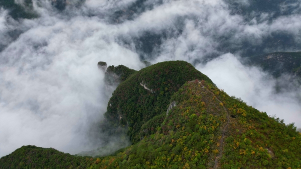 初冬時節，長江巫峽區域再現云海奇觀。魯作炳攝