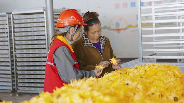電力工人協助村民打包金絲皇菊。國網重慶永川供電公司供圖