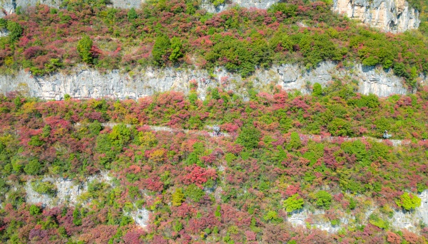 巫峽·神女景區紅葉正紅。熊威攝