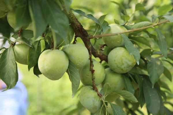 奈李綴滿枝頭。張夢寒攝