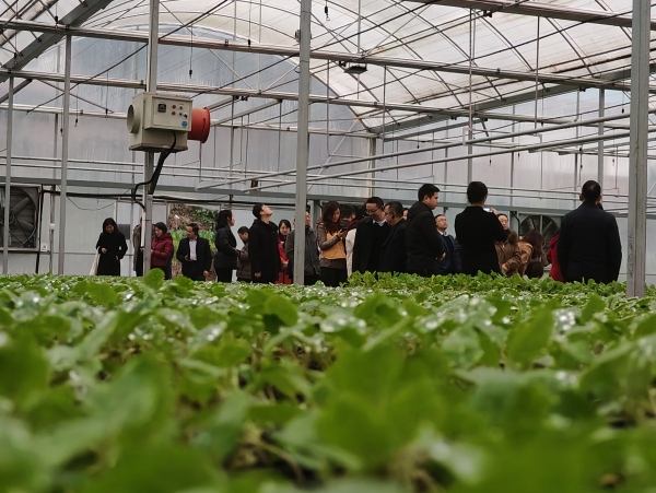 參觀水口村蔬菜育苗基地。曾慶川攝