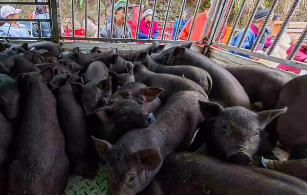促進生豬產業發展，為村民購買的仔豬。中信銀行重慶分行供圖