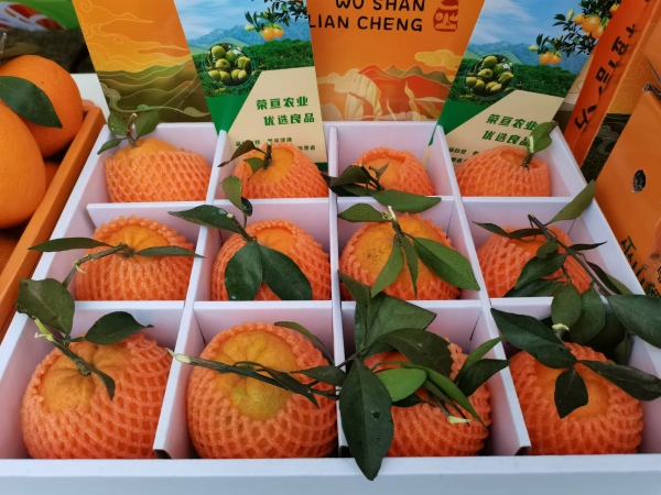 巫山戀橙。巫山縣委宣傳部供圖