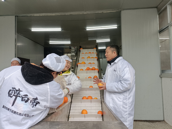 重慶夔鳳酒業有限公司“臍橙釀”生產車間。受訪者供圖