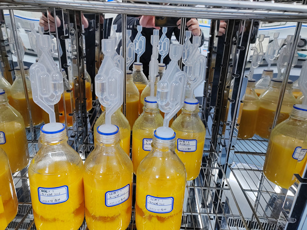 重慶夔鳳酒業有限公司所研發生產的臍橙果酒。受訪者供圖