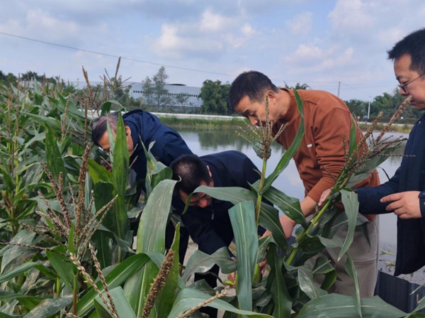 四川農業大學導師團向農戶進行現場教學。璧山區健龍鎮供圖