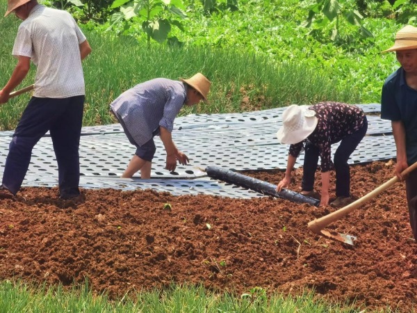 群眾開展覆膜法蔥花種植。龍洞鎮供圖