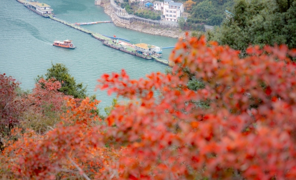 小紅船穿行在峽江紅葉中。熊威攝