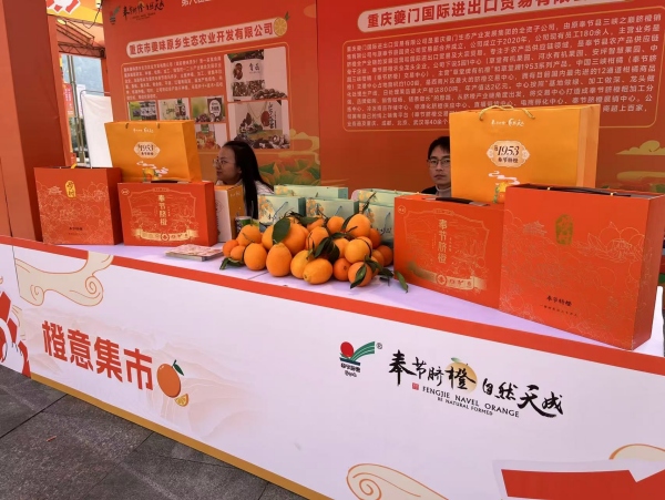 奉節臍橙。任峰攝