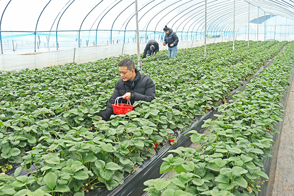 游客采摘草莓。楊春燕攝